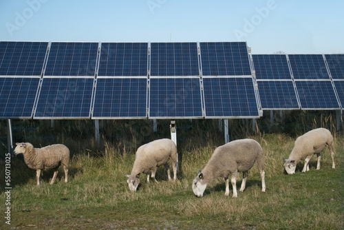 Herd of sheep grazing on solar power plant in Germany