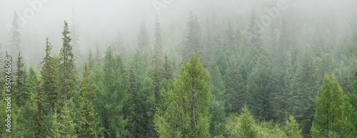 Mountain taiga in the morning fog, wild coniferous forest, panoramic view