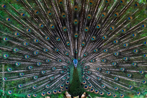 Peacock's tail, Male thai peacock shows his beautiful tail, male peacock in breeding season.