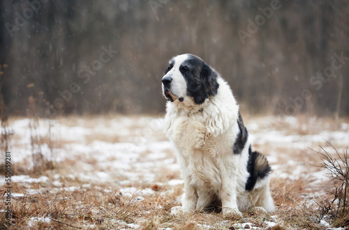 An active dog runs in the snow in winter and plays. Breed Pyrenean Mastiff