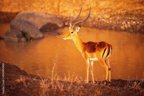 Male common impala stands on riverbank staring