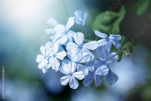 Niebieskie kwiaty na rozmytym tle (Plumbago). Gałązka kwitnącego drzewa.