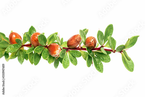 Argan nuts on a branch with green leaves and thorns on an isolated white background