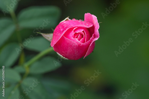 Soeur Emmanuelle blossom pink rose flower sweetheart water drops on green leaf background. Freshness romance blooming pink rose bright on spring summer nature. Roses love Valentine day select focus.