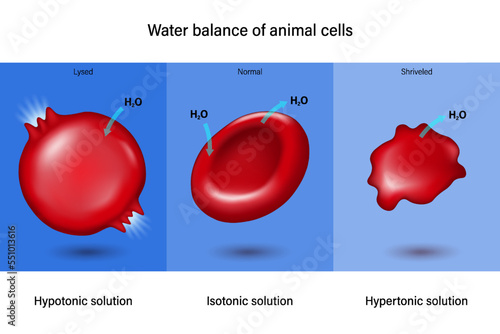 Water balance of animal cells. Hypotonic, Isotonic and Hypertonic.