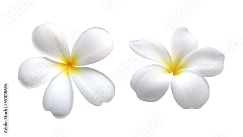 two pure white plumeria or frangipani flower head isolated on white