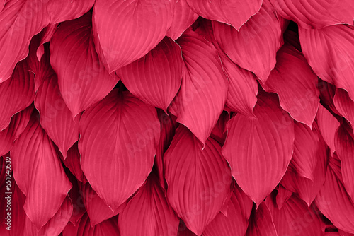 Viva magenta color of the year 2023. leaves pattern background in color viva magenta with dark leaves, fresh flat background toned in color of the year 2023 viva magenta. Hosta leaves.