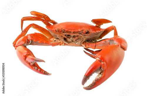 sea crab isolated on transparent png