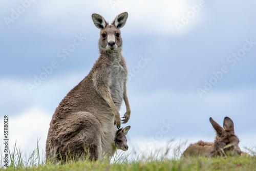 Eastern grey kangaroo (Macropus giganteus) with a baby in a pouch