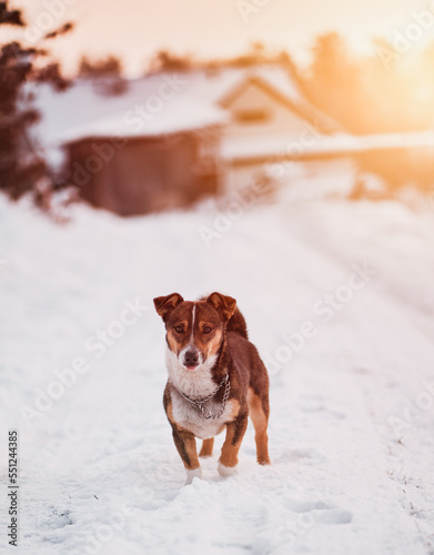 Medium-sized stray dog standing on the snowy road. A happy dog in the forest looks into the camera