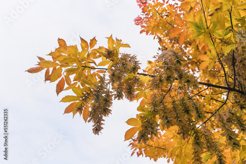 leaves of acer negundo, the box elder, boxelder maple