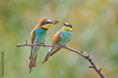 The European Bee-eater (Merops apiaster)