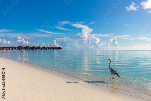Luxury resort over water villas and bird hunting close to blue sea bay, seascape. Tranquil beach scene, idyllic peaceful travel landscape. Fantastic summer vacation and holiday tropical island shore.