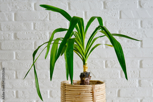 Houseplant Yucca in a flower pot against a white brick wall. Home plant on white table, closeup