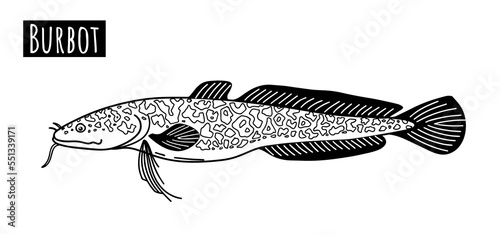 Burbot. Freshwater river fish. Black and white hand drawn illustration