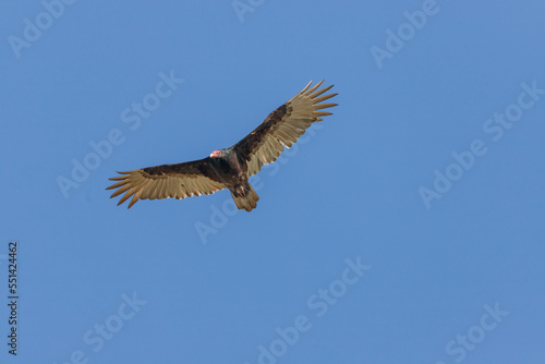 Turkey Vultures - Cathartes - large carrion-feeding birds in the New World vulture family