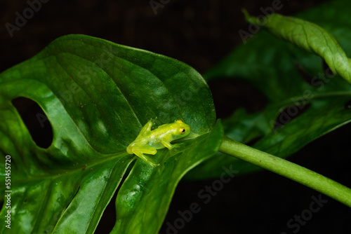 Close-up of a freshly metamorphosed reticulated glass frog on a leaf