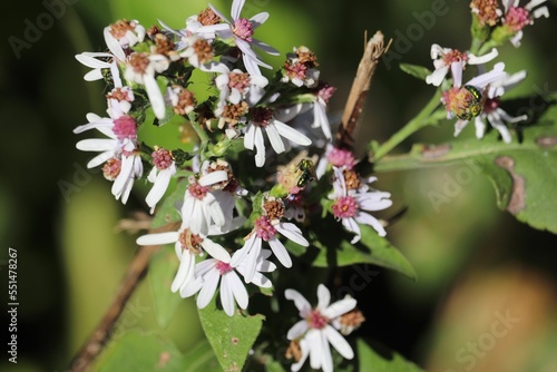 Pretty small calico aster flowers