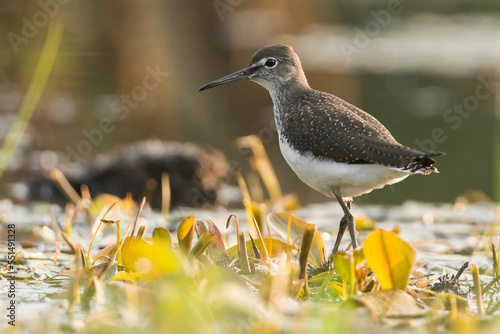 The green sandpiper (Tringa ochropus)