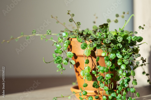 Closeup of Peperomia Prostrata string of turtles houseplant in terracotta flower pot at home over grey wall. Trendy unpretentious plant, hobby concept. Selective soft focus