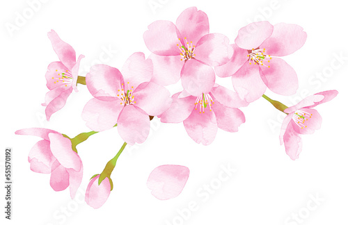 桜 水彩風イラスト 花の集まり大