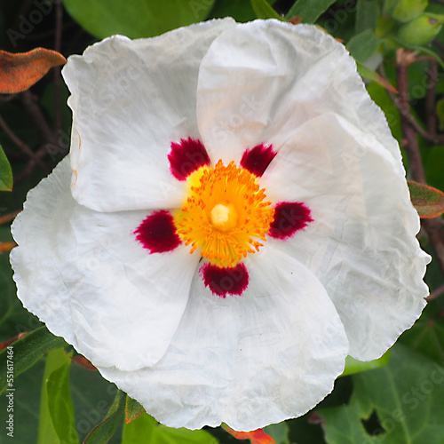Laudanum cistus or sun rose or gum cistus produces laudanum which is used in perfumery. Nectar from this large-flowered shrub is plentiful and attracts large numbers of butterflies and bees
