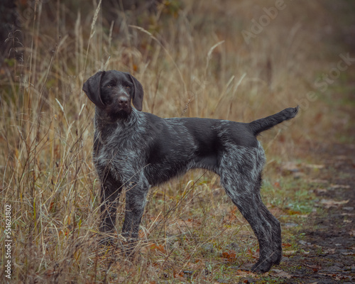 portrait of a dog