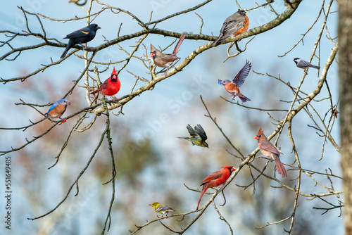 Flock of Songbirds in Winter in Louisiana
