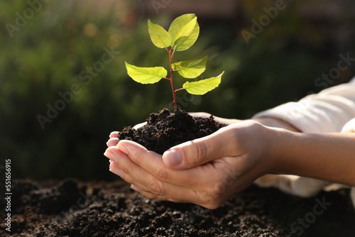 Woman planting young tree in garden, closeup