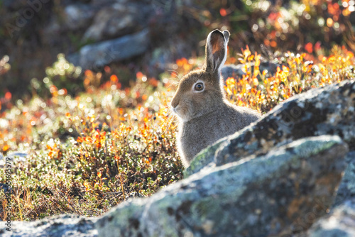 Close-up of a Mountain hare, Lepus timidus sitting behind some rocks in autumnal Urho Kekkonen National Park, Northern Finland