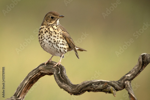 Song thrush on a branch within an oak and pine forest with the last light of an autumn day