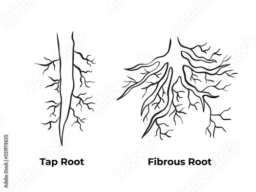 Tap root and fibrous root monochrome black and white outlined simple vector illustration isolated on plain background. Pictogram with cartoon simple art styed for biology student school book.