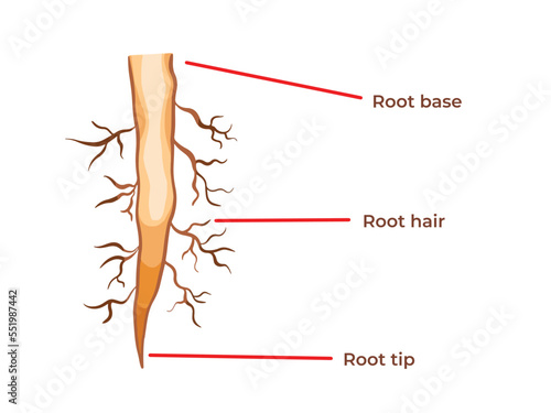 Plant root structure from root base, hair, and tip vector illustration. Struktur akar. Biology student study book themed drawing with simple flat cartoon art style isolated on plain white background.