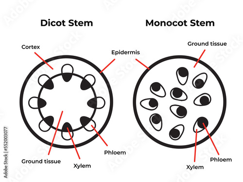 Black and white dicot monocot stems plant structure isolated. Educational biology pictograms drawing with modern cartoon simple flat art with detailed descriptions. Vector illustration set collection.