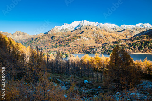Stunning view of alpine landscape with yellow larches and snow-capped mountains at Lake Sils in Engadine, Switzerland