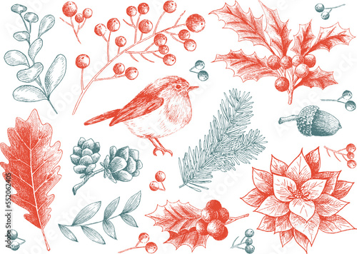 Christmas decorations and elements vector set. Hand drawing plants, holly plant, robin bird, acorn, pine tree, poinsettia flower and red beans branch illustration.