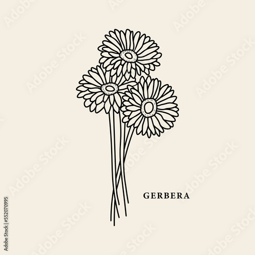 Line art gerbera flower illustration