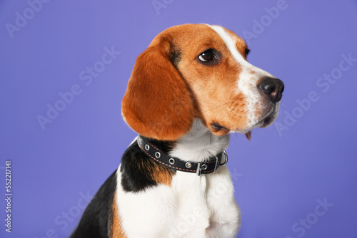 Adorable Beagle dog in stylish collar on purple background