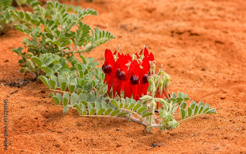 Swainsona formosa, Fabaceae, Sturt's desert pea flower emblem of South Australia often found in the desert. 