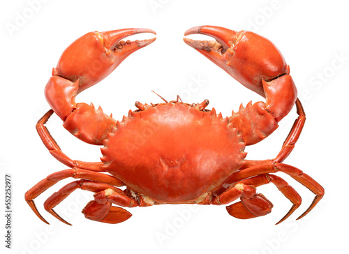 Seafood dish, Boiled Serrated mud crab on white background , Steamed Red Crab seafood Isolate on white PNG File.