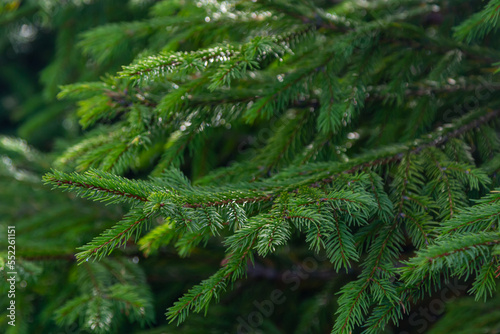 Green spruce branches as a textured background. Green spruce, white spruce or Colorado blue spruce