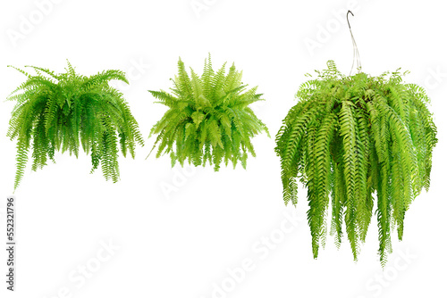 Collection set of Boston fern (Nephrolepis exaltata Bostoniensis) growing in rattan pot. Beautiful fresh green Common sword fern in a wicker basket for home decoration, isolated on white background