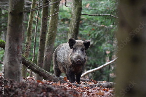 Wildschwein im Wald