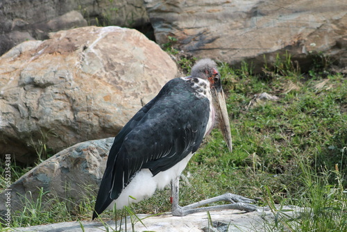 Superbe oiseau, un marabout blanc et noir, Leptoptilos crumenifer