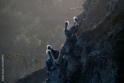 Backlit brown pelicans on the rocks near La Jolla, San Diego, California at sunrise