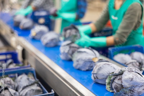 Workers sorting red cabbage manually in vegetable factory.