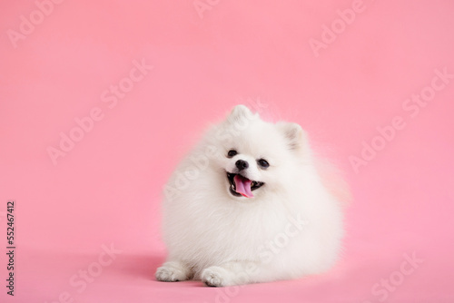 Dog breed pomeranian spitz funny sits on a red background