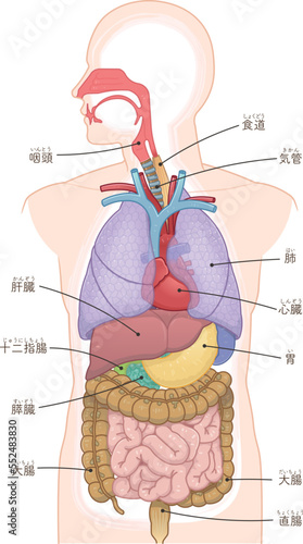 口腔・鼻腔・気管・肺・心臓・食道・消化・大腸・小腸・胃・肝臓・十二指腸