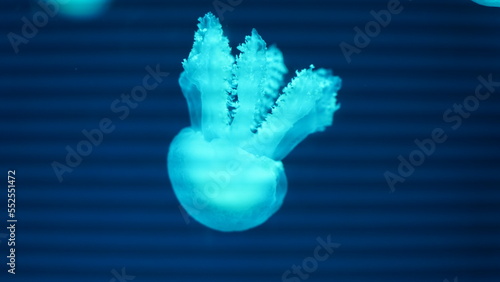 Catostylus tagi is a species of jellyfish from warmer parts of the East Atlantic Ocean and since the 2000s also found in the Mediterranean Sea