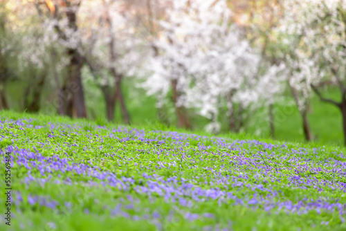 Nature scenery with Viola odorata (Sweet Violet, English Violet, Common Violet, or Garden Violet) blooming in spring in a meadow, with trees in bloom in the background